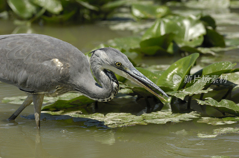 捕苍鹭(Ardea cinerea)